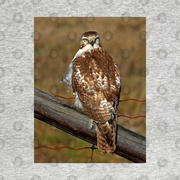 Red-tailed Hawk on fence by Jim Cumming